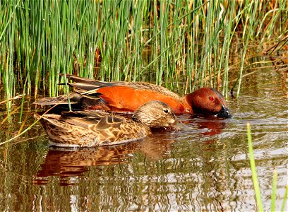Photo: Tom Koerner/USFWS