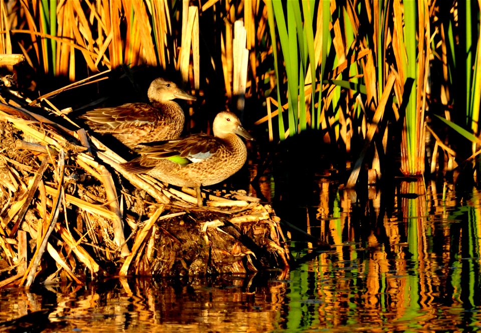 Photo: Tom Koerner/USFWS