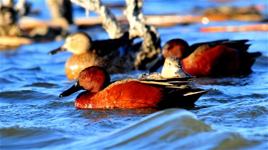 Photo: Tom Koerner/uSFWS