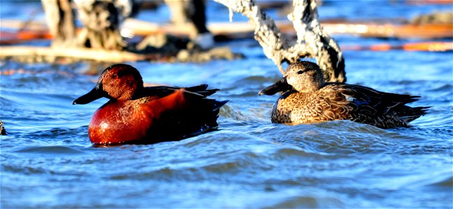 Photo: Tom Koerner/USFWS