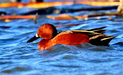Photo: Tom Koerner/USFWS