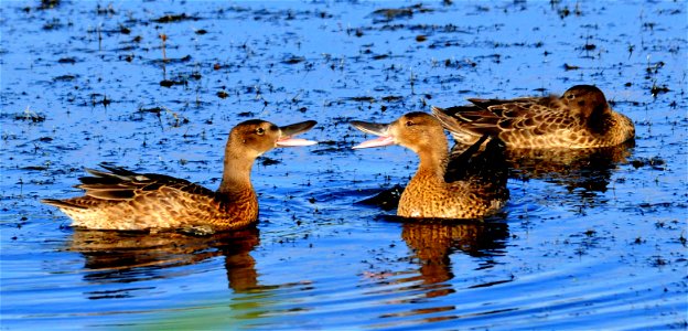 Cinnamon teal disagreement on Seedskadee National Wildlife Refuge.  Photo: Tom Koerner/USFWS