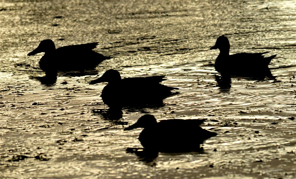 Photo: Tom Koerner/USFWS