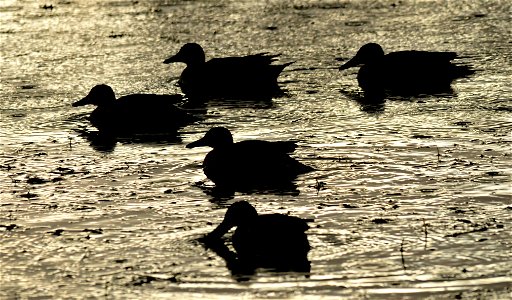 Photo: Tom Koerner/USFWS