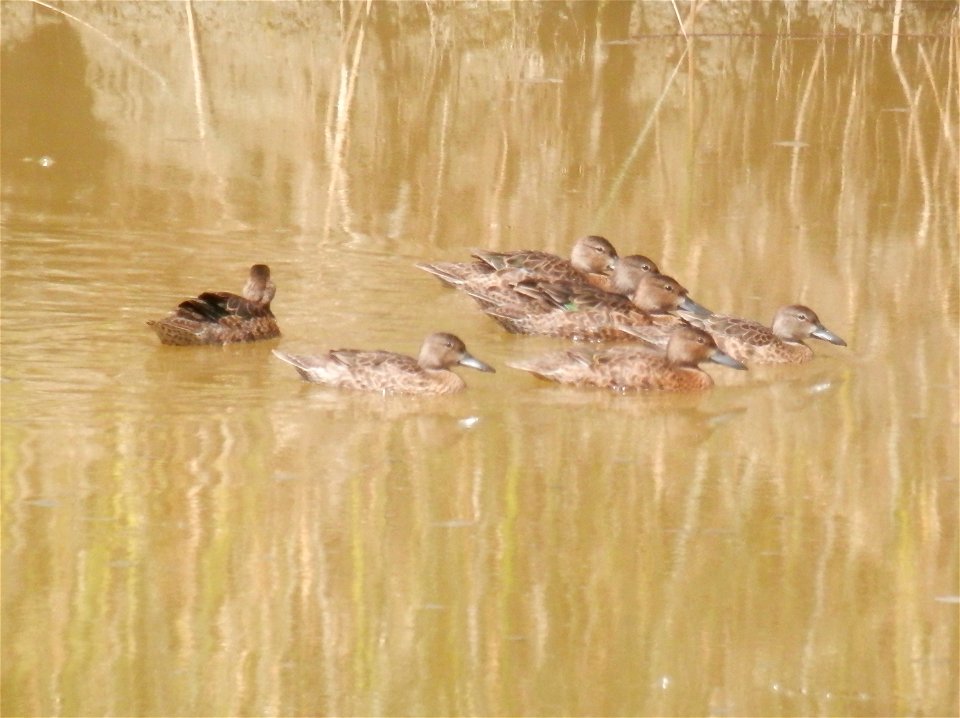 Category: Bird Babies

Photo Credit: D. Dotson