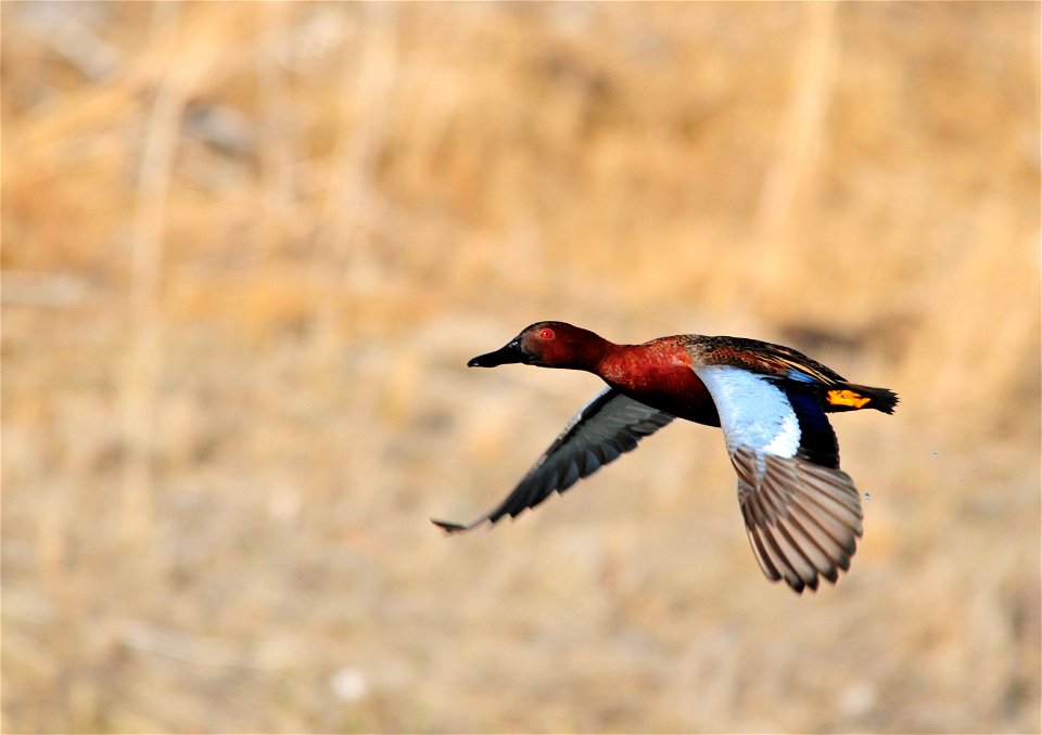 Photo: Tom Koerner/USFWS