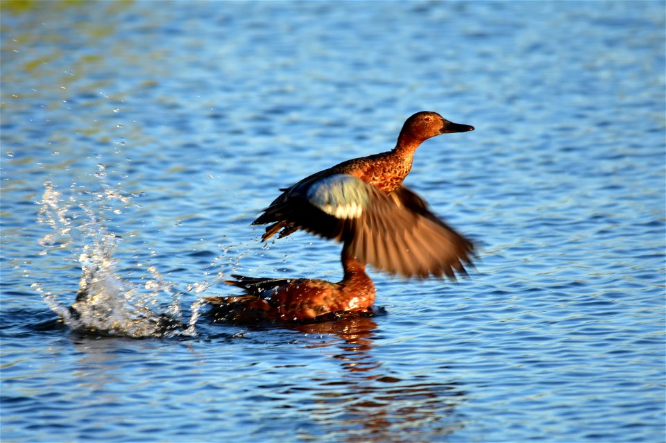 Photo: Tom Koerner/USFWS
