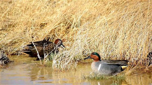 What a treat! A pair of cinnamon teal and green-winged teal cooperated for a video. Now if a blue-winged teal pair had splashed down! Courtship is in full swing, and the hens have likely chosen a s photo