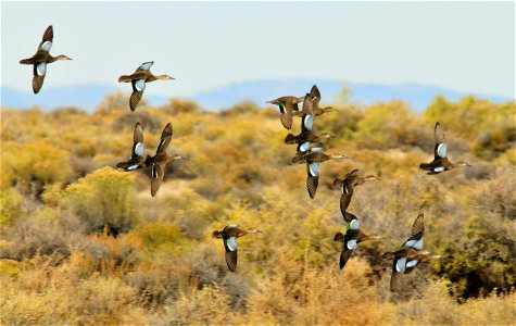 Cinnamon teal joined by four green winged teal bank to the right before landing on a seasonal wetland on Seedskadee National Wildlife Refuge.  Fall rains reflooded a seasonal wetland that had dried by