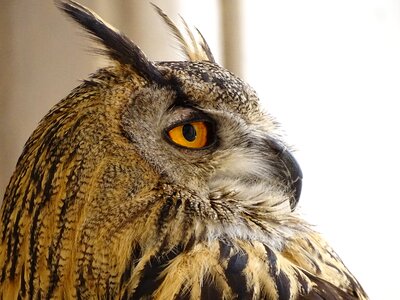 Animal eyes plumage
