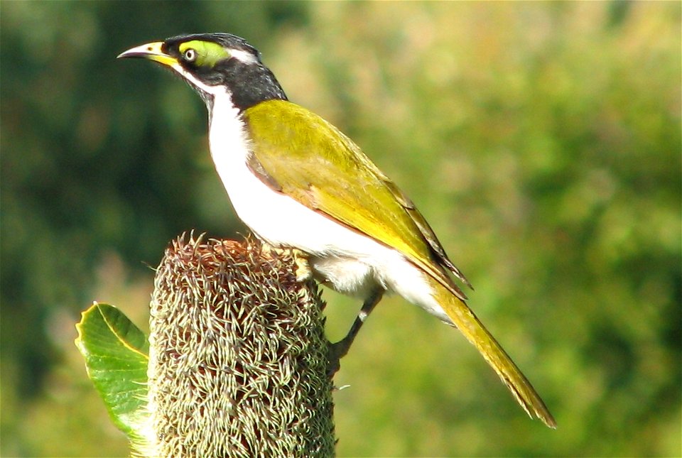 Juvenile blue-faced honeyeater found in Central Queensland, Australia