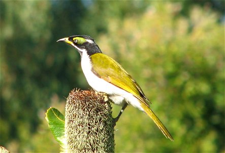 Juvenile blue-faced honeyeater - just one of more than 210 bird species found at Lake Awoonga, Central Queensland photo