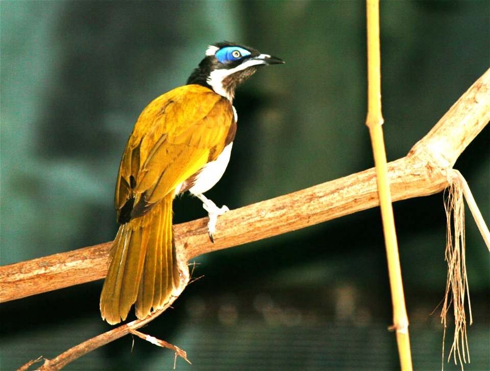 Blue-faced Honeyeater, Entomyzon cyanotis in ZOO Dvůr Králové, Czech Republic