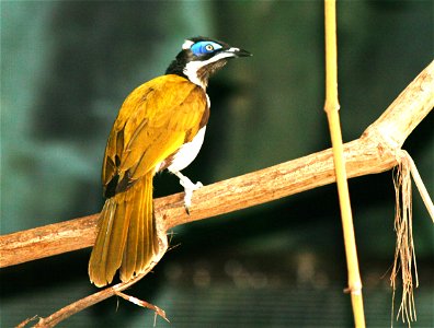 Blue-faced Honeyeater, Entomyzon cyanotis in ZOO Dvůr Králové, Czech Republic