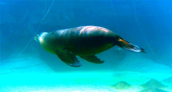 Aus fur seal photo