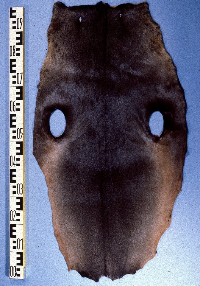 South African fur seal fur skin (Arctocephalus pusillus), 'seal', 3 years old. Fur skin collection, Bundes-Pelzfachschule, Frankfurt/Main, Germany