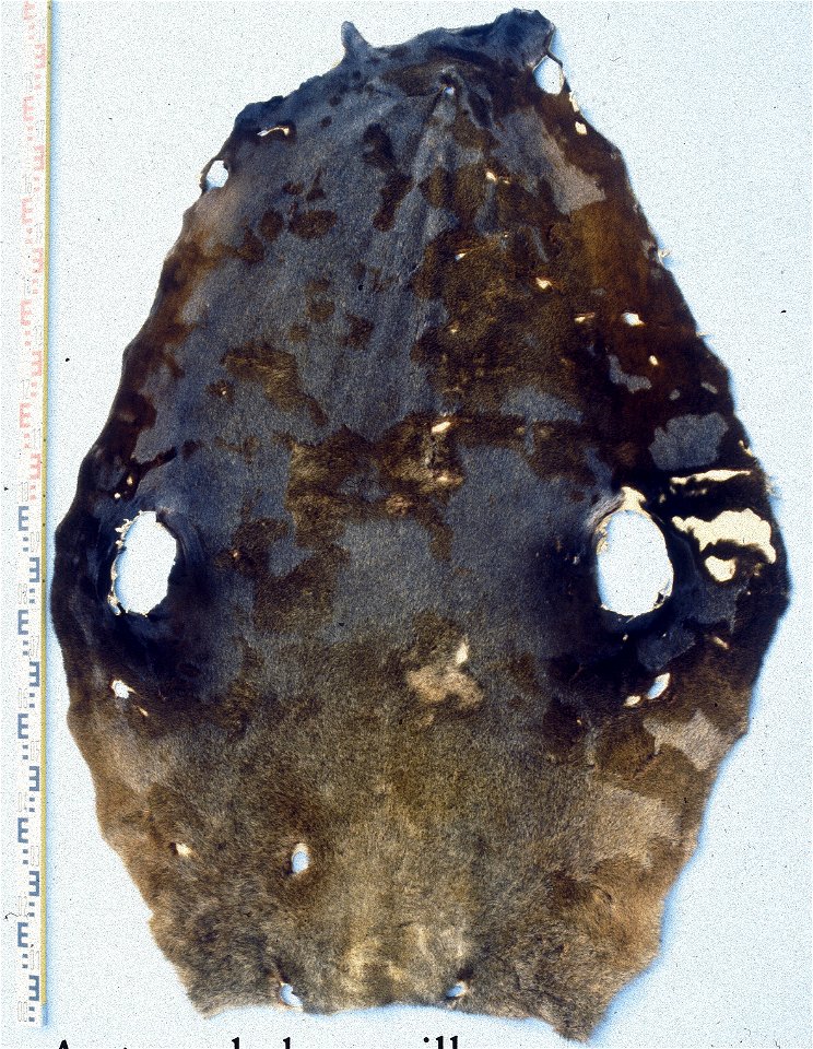 South African fur seal skin (Arctocephalus pusillus), 'seal', male, adult fur. Fur skin collection, Bundes-Pelzfachschule, Frankfurt/Main, Germany