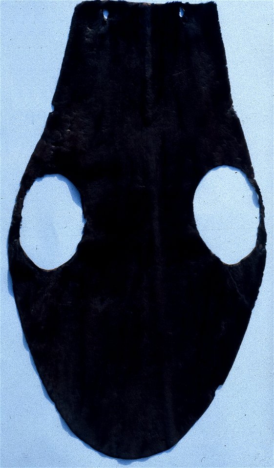 South African fur seal fur skin (Arctocephalus pusillus), 'cape-seal', de-haired. Fur skin collection, Bundes-Pelzfachschule, Frankfurt/Main, Germany