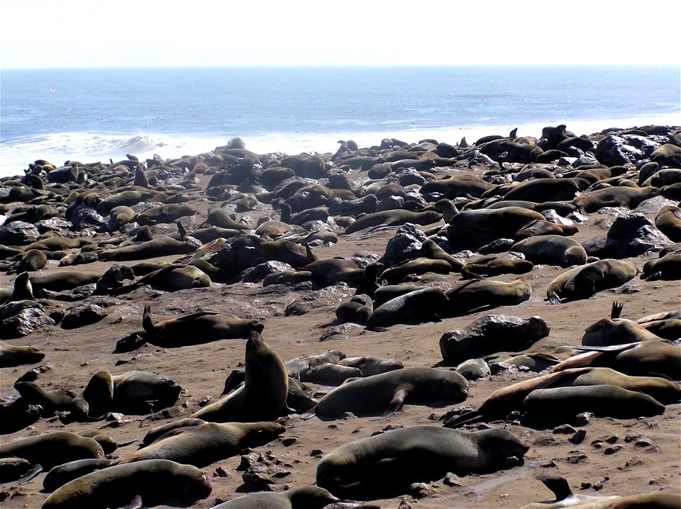 Osos marinos en Cape Cross