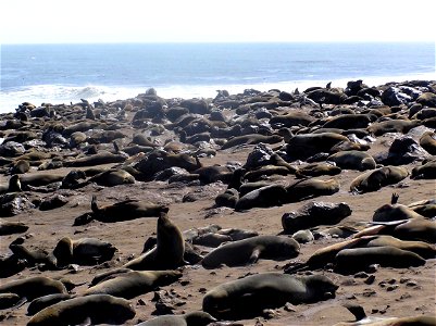 Osos marinos en Cape Cross photo