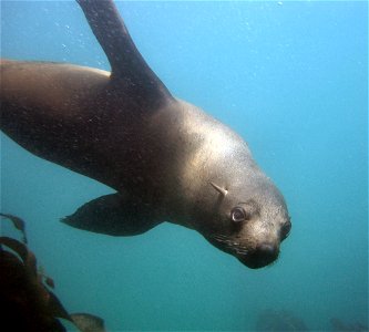 Seal cape town scuba diving photo