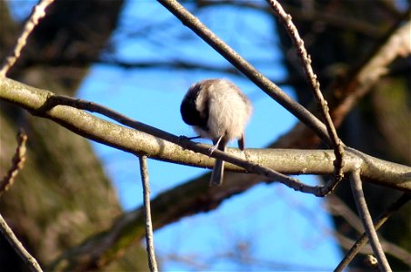 Meise am Waldrand