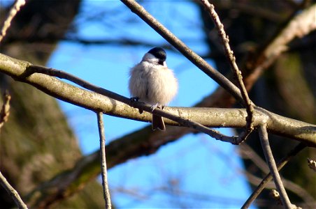 Meise am Waldrand photo