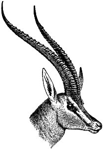 Head of Grant's Gazelle (Gazella granti), showing horns.