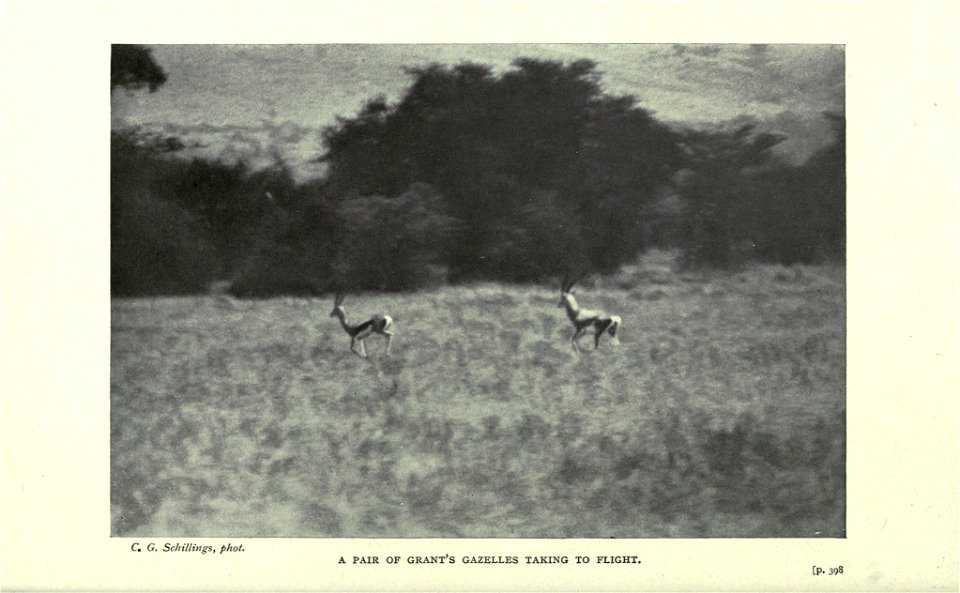 In wildest Africa /  by C.G. Schillings ; translated from German By Frederic Whyte ; with over 300 photographic studies direct from the author's negatives, taken by day and night ; and 