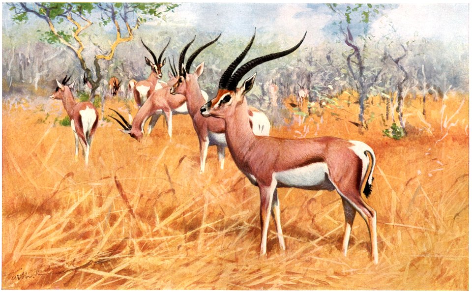 Grantsgazelle-painting