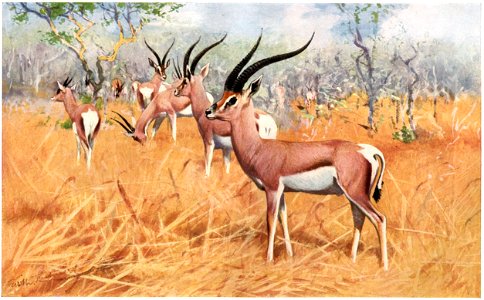 Grantsgazelle-painting