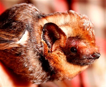 Hawaiian hoary bat (Lasiurus cinereus semotus), USA