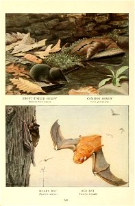 SHORT-TAILED SHREW 
Blarina brcvicauJa 
.*^ 
COMMON SHREW 
Sorex personatus 
\ 
HOARY BAT 
Nycteris cinereus 
RED BAT 
Nycteris borealis 

566