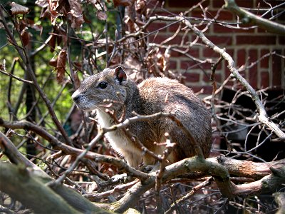 Berg- oder Felsenmeerschweinchen (Kerodon rupestris) Vorkommen ausschließlich in Brasilien