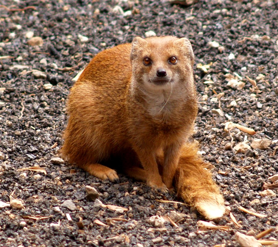 Cynictis penicillata