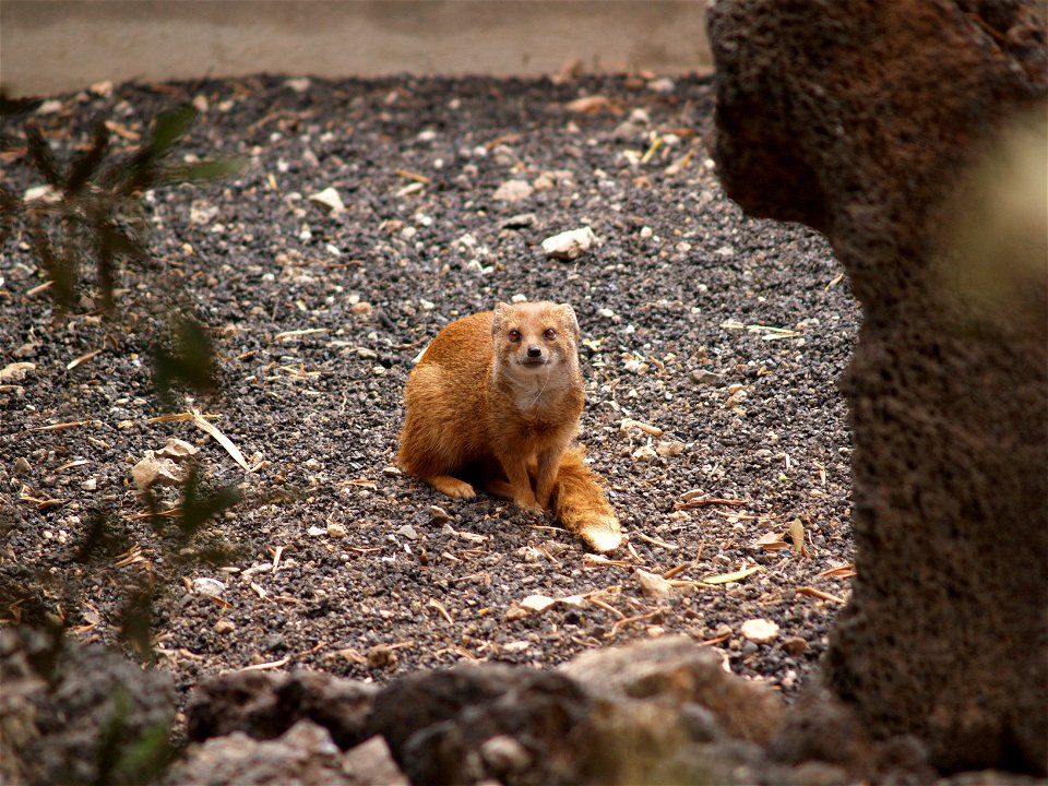 Cynictis penicillata
Mungo, aufgenommen Park Topical - Lanzarote im Juni 2006

fr