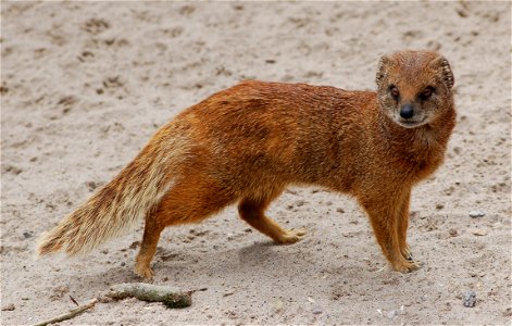 Photo of a yellow mongoose (Cynictis penicillata)