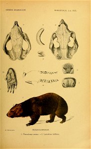 GENERA MAMMALIUM 
MARSUPIALIA. Lám. XVIL 
A. Cabrera pirv.. PHASCOLOMYID/E 

1. Phascolomys ursinus. — 2. Lasiorhinus latifrons.