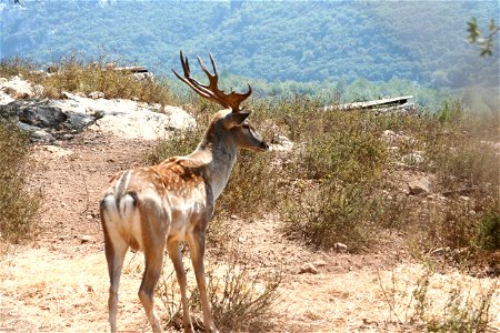 Persian Fallow Deer in the Carmel mountain, Israel