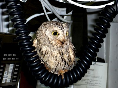 080317-N-4632D-001 PERSIAN GULF (March 17, 2008) "Fod", a Eurasian Scops Owl Otus scops that was found on the flight deck of the Nimitz-class nuclear-powered aircraft carrier USS Harry S. Truman (CVN 