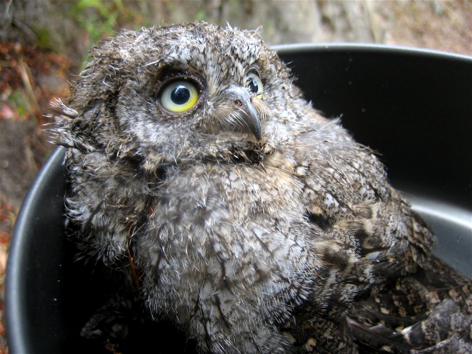 Hibou Petit-Duc (Otus scops) retrouvé en Corse au pied de son nid, et remis en hauteur, hors de portée des chats.