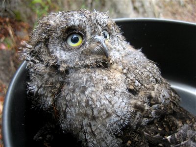 Hibou Petit-Duc (Otus scops) retrouvé en Corse au pied de son nid, et remis en hauteur, hors de portée des chats.