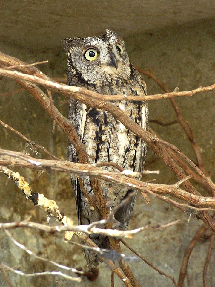 Taken in the Garden for Zoologic Research, Tel Aviv University, Israel.