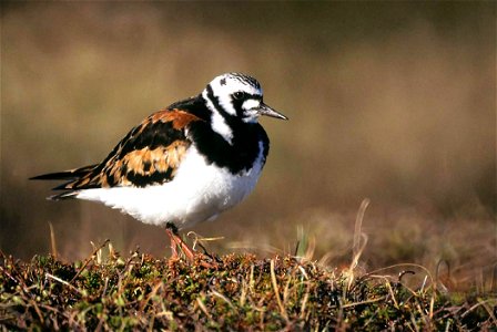 Ruddy Turnstone