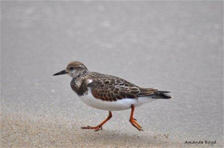 Nantucket National Wildlife Refuge

Photo: Amanda Boyd, USFWS