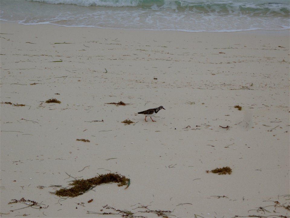 Ruddy turnstone on Berry Islands. (one of the most commonly seen shorebirds)


Photo Credit: Caleb Spiegel/USFWS