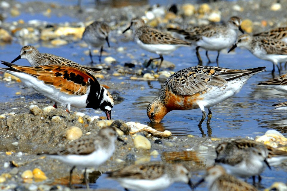 Mispillion Harbor, Delaware. Credit: Gregory Breese/USFWS