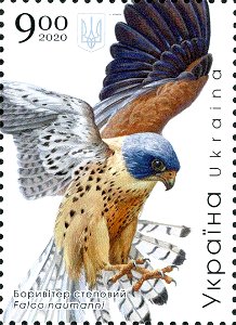 Red data book of Ukraine - Birds of prey - Lesser kestrel (Falco naumanni) photo