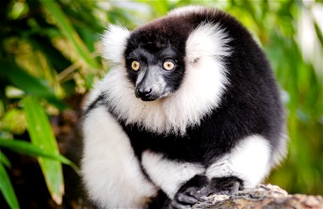 Black and white ruffed lemur of the genus Varecia