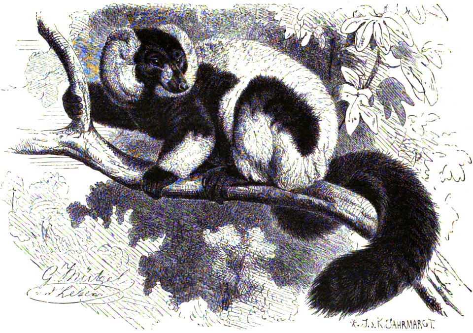 Black-and-white ruffed lemur (Varecia variegata)